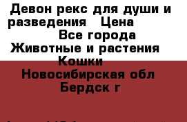 Девон рекс для души и разведения › Цена ­ 20 000 - Все города Животные и растения » Кошки   . Новосибирская обл.,Бердск г.